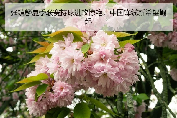 zhang-zhen-lin-xia-ji-lian-sai-chi-qiu-jin-gong-jing-yan-zhong-guo-feng-xian-xin-xi-wang-jue-qi-3-417.jpg