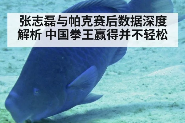 张志磊与帕克赛后数据深度解析 中国拳王赢得并不轻松